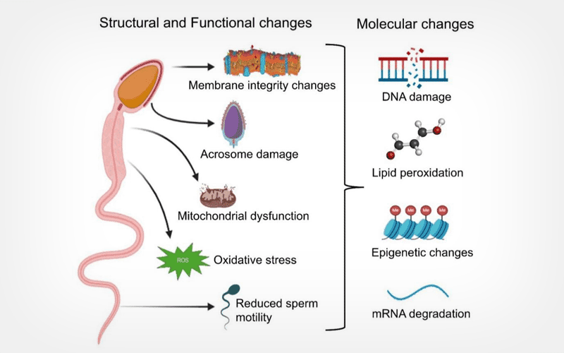 Molecular changes in cryopreserved sperm cells